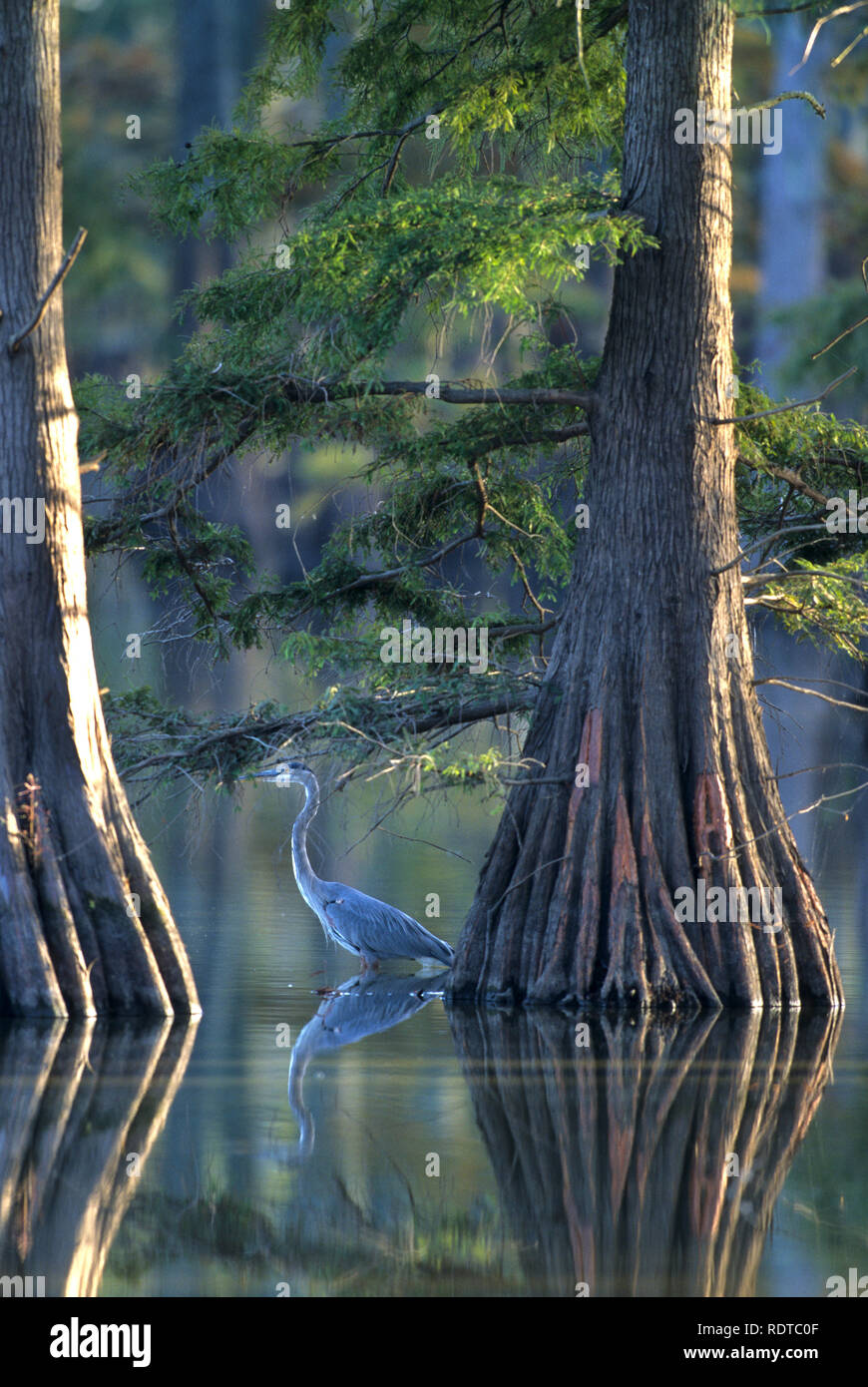 00684-041.19 airone blu (Ardea erodiade) pesca nei pressi di cipressi, a Ferro di Cavallo Lago SP, IL Foto Stock