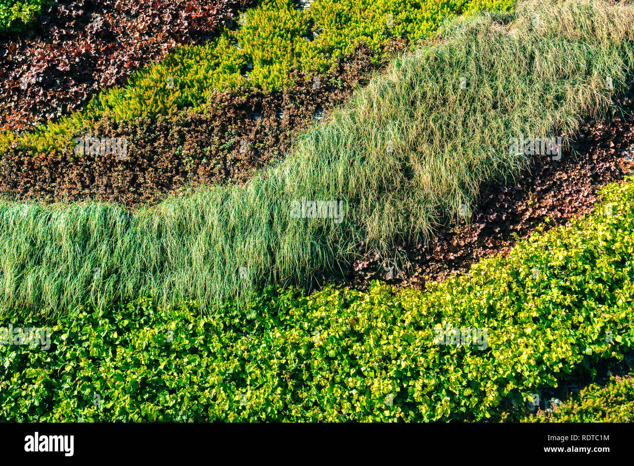 Colorato eco friendly giardino verticale con una varietà di piante texture Foto Stock