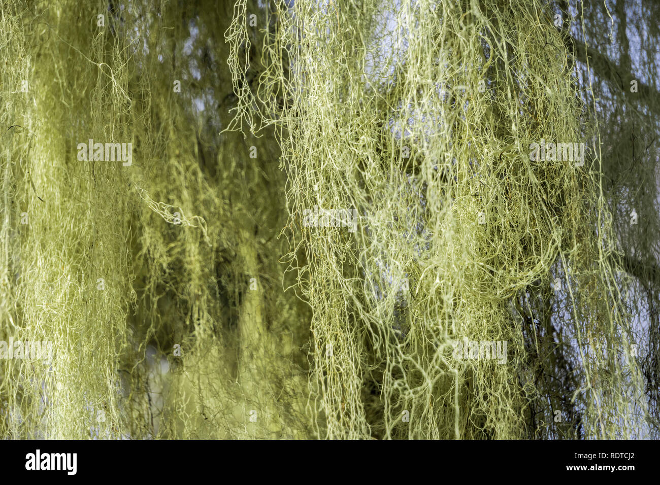 California's membro Lichen (pizzo lichen; Ramalina Menziesii) che cresce sui rami della costiera di lecci, California Foto Stock