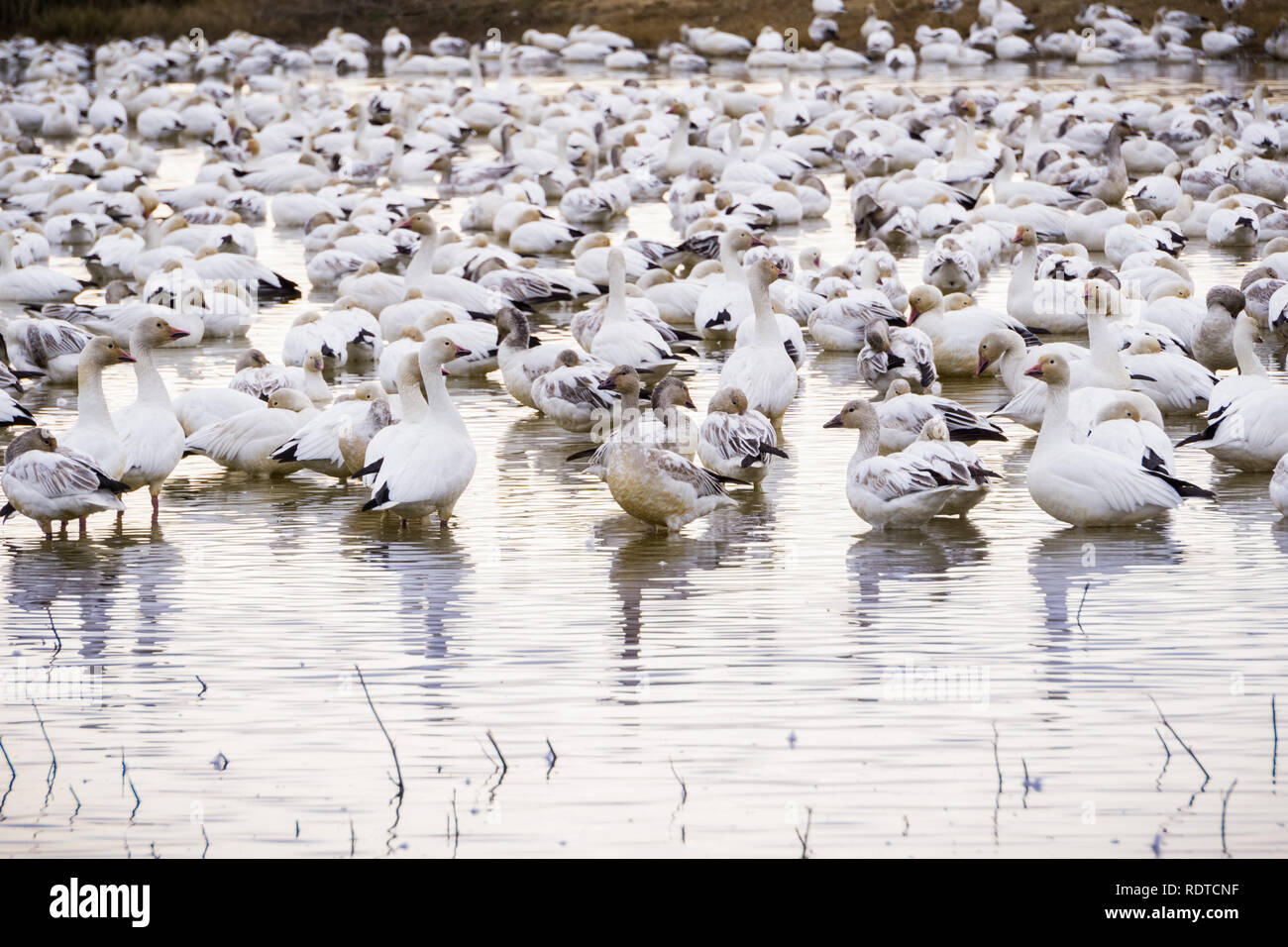 Uno Stormo di oche delle nevi tenendo sugli stagni di Sacramento National Wildlife Refuge durante la stagione migratoria, California Foto Stock