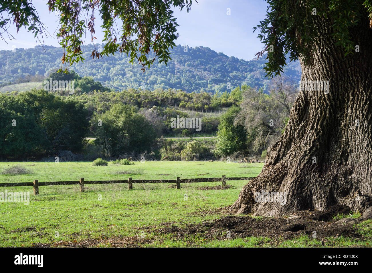 Vecchia California Laurel Bay Tree su un verde prato; pascolo di cervi in background, Rancho San Antonio County Park, Santa Cruz Mountains, Cupertino, Cal Foto Stock