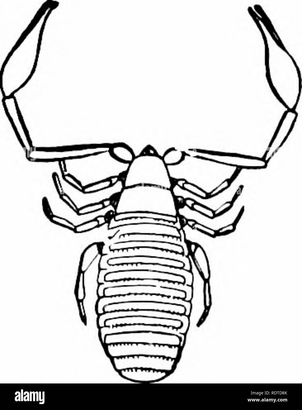 . Zoologia. Zoologia. Fig. 137.-Carolina Scorpion {ButJius Carolinianus). Mais Naturale. La fio. ISS.-Cheli/er può- oroides. Ingrandite. in luoghi bui circa case. Si nutrono di piante-pidocchi. Il nostro comune specie è Fhalangium dorsatum. Ordinare 3. Arancina.-Tlie ragni sono sempre riconoscibile da tlieir round addome, attaccato da un esile pedicel al tallone-torace. Tliey respirare, come gli scorpioni, sia dai polmoni come pure da trachesB e piastrella giovani assomigliano ai genitori in avente quattro coppie di piedi. L'uomo- dibles fine in b.eguire punti, attraverso il quale il veleno trasuda, due veleno-ghiandole essendo sit Foto Stock