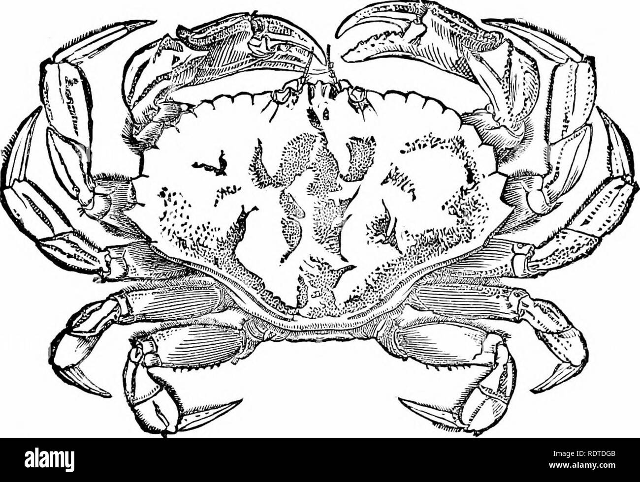 . Zoologia. Zoologia. Il ferro di cavallo CBAB. 95 Classe II.-Podostomata {re-granchi, Eurypterus e Triloiites). Ordine 1. Merostojnaia.-l'unico rappresentante vivente di questa ordA- è a ferro di cavallo o re-granchi {Lhmdus poli- phemus, Fig. 122), che varia da Oasco Bay, Maine, in Florida e il West Indies. Il corpo del re-granchi è molto grande, a volte quasi due. ^lo. 119.-Riva comune-Granchi (Cancer ij-rorahts). Dimensione naturale. FromEmertoa piedi di lunghezza; esso è costituito da una testa composta da sei segmenti e un addome witli nove segmenti, il nono (telson) formando una lunga colonna vertebrale. La testa è ampia Foto Stock