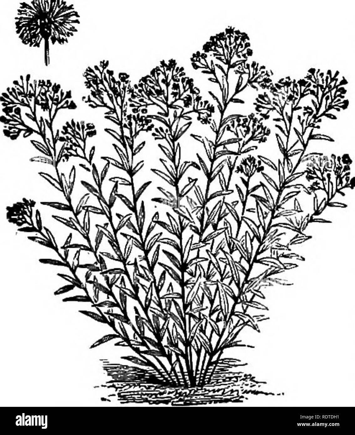 . Di giardinaggio. Note e suggerimenti sui prati e prato piantando--posa e disposizione del paese luoghi, grandi e piccoli parchi, cimitero tenute, e della stazione ferroviaria di prati--di latifoglie e sempreverdi alberi ed arbusti--l'hardy border-biancheria piante--rockwork, ecc. Di giardinaggio. QOLDEN-biella. (SOLIDAGO CANADENSIS.) tain parti del giardino fiorito pochi più colpire le piante possono essere esposte per effetto autunnali. La specie rigida, Shortii e Canadensis ai"e tra i migliori, l'ultimo crescente a più di cinque metri più in alto. Stohesia cyanea, fi'om sud- ern membri è uno dei I'sono Foto Stock