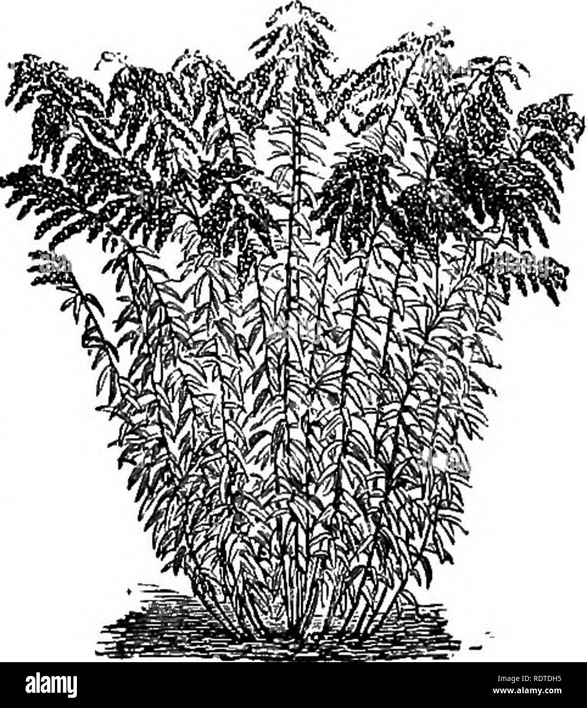 . Di giardinaggio. Note e suggerimenti sui prati e prato piantando--posa e disposizione del paese luoghi, grandi e piccoli parchi, cimitero tenute, e della stazione ferroviaria di prati--di latifoglie e sempreverdi alberi ed arbusti--l'hardy border-biancheria piante--rockwork, ecc. Di giardinaggio. Fiori da Giardino. 197. QOLDEN-biella. (SOLIDAGO CANADENSIS.) tain parti del giardino fiorito pochi più colpire le piante possono essere esposte per effetto autunnali. La specie rigida, Shortii e Canadensis ai"e tra i migliori, l'ultimo crescente a più di cinque metri più in alto. Stohesia cyanea, fi'om sud- ern membri Foto Stock