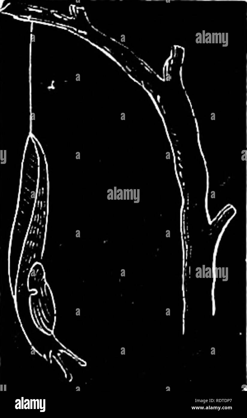 . Zoologia. Zoologia. Aria respirabile molluschi. 73 La lumaca comune^, Helix alholalris, è un tipo di aii-- molluschi respirazione. Fig. 86 rappresenta questo va a passo di lumaca di natu- ral dimensioni, nel suo guscio. L'apertura per il polmone è visibile a livello di a e di B è rappresentato il cuore e i polmoni del giardino slug [Limaxfiavus). Le uova dello stagno-lumache sono previsti nella calotta trasparente- sules attaccato al sommerso foglie, ecc. Quelli di Physa heterostropha sono previste in ho l'inizio della primavera, e tre o quattro settimane | successiva dal cinquanta al sessanta embrioni con ben formati i serbatoi possono essere trovati nella | capsula. Le uova di Limncsus Foto Stock