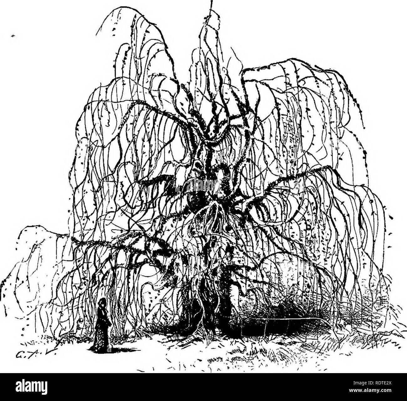 . Di giardinaggio. Note e suggerimenti sui prati e prato piantando--posa e disposizione del paese luoghi, grandi e piccoli parchi, cimitero tenute, e della stazione ferroviaria di prati--di latifoglie e sempreverdi alberi ed arbusti--l'hardy border-biancheria piante--rockwork, ecc. Di giardinaggio. Verde fogliame autunnale. Ill nessuno può essere più in generale soddisfacente. Non specialmente in primavera nel mettere via le foglie, sono più belle in giugno, e anzi per tutta l'estate. A. Faggio piangente in inverno. paesaggi autunnali, tuttavia la loro fine fogliame, quasi evergreen durante il mite inverno Foto Stock