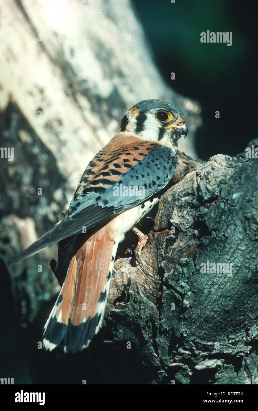 00818-005.05 American gheppio (Falco sparverius) maschio a cavità nido IL Foto Stock