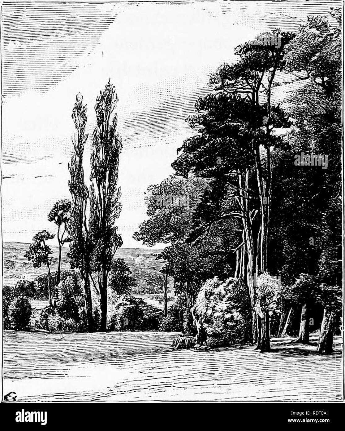 . Garden design e architetti di giardini"; due recensioni, illustrato, mostrare con esempi reali da giardini inglesi, che clipping e allineare gli alberi per renderli "armonizzare" con architettura è barbaro, inutile e inartistic. Di giardinaggio. GARDEN DESIGN immagine dovrebbe essere. Ma mai se il nostro "formale" decorativo stile di disegno è mantenuta a. La riforma deve venire lasciando che la natura segua il suo giusto posto nel giardino.. Gruppo di alberi sul giardino prato a Galder's Hill, Hampstead; suggestivo effetto nel giardino suburbano. Si prega di notare che queste immagini vengono estratte dalla pagina sottoposta a scansione immagini Foto Stock