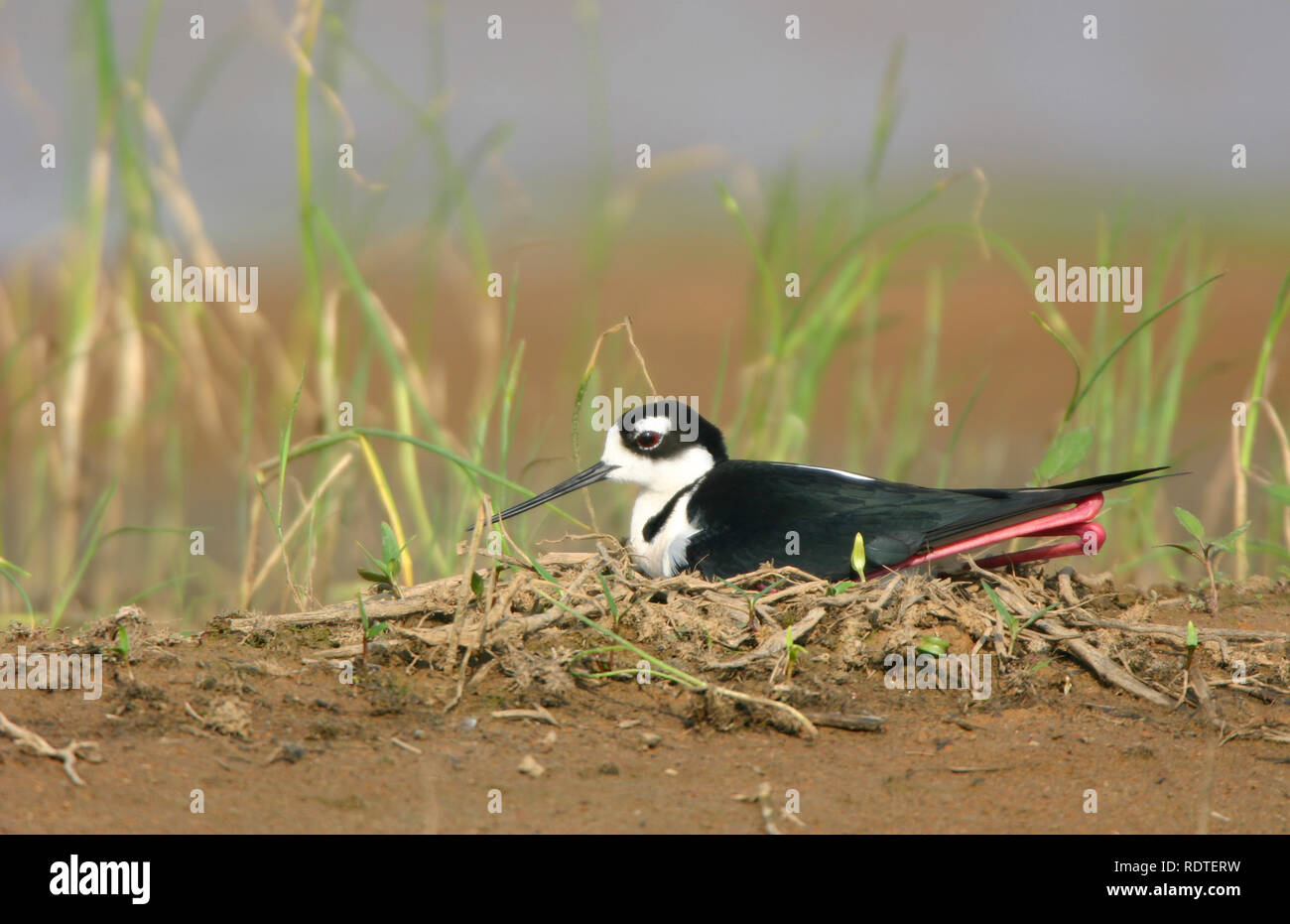 00904-01003 nero-colli (Stilt Himantopus mexicanus) incubazione delle uova nel nido Karl Bartel prateria, Prairie Ridge SNA, Marion Co. IL Foto Stock