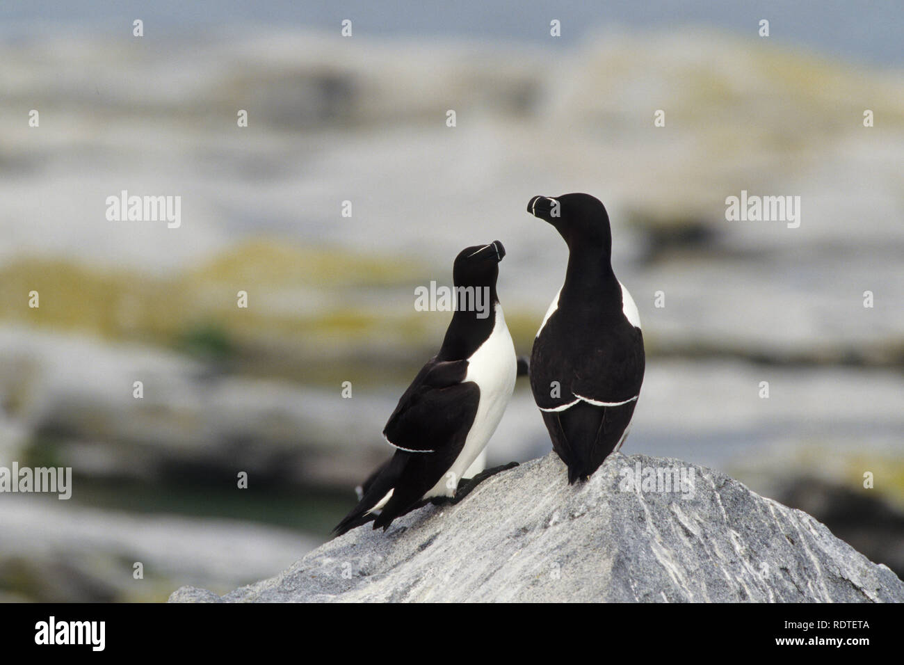 01031-00307 (Razorbills Alca torda) Guarnizione Machias Isola Maine Foto Stock