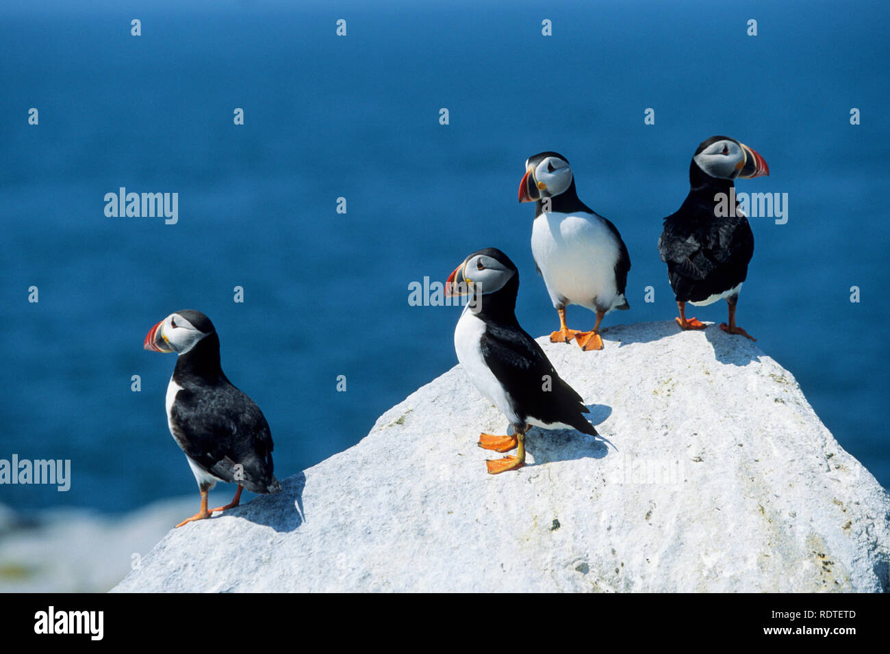 01039-00819 Atlantic pulcinelle di mare (Fratercula arctica) Guarnizione Machias Isola Maine Foto Stock