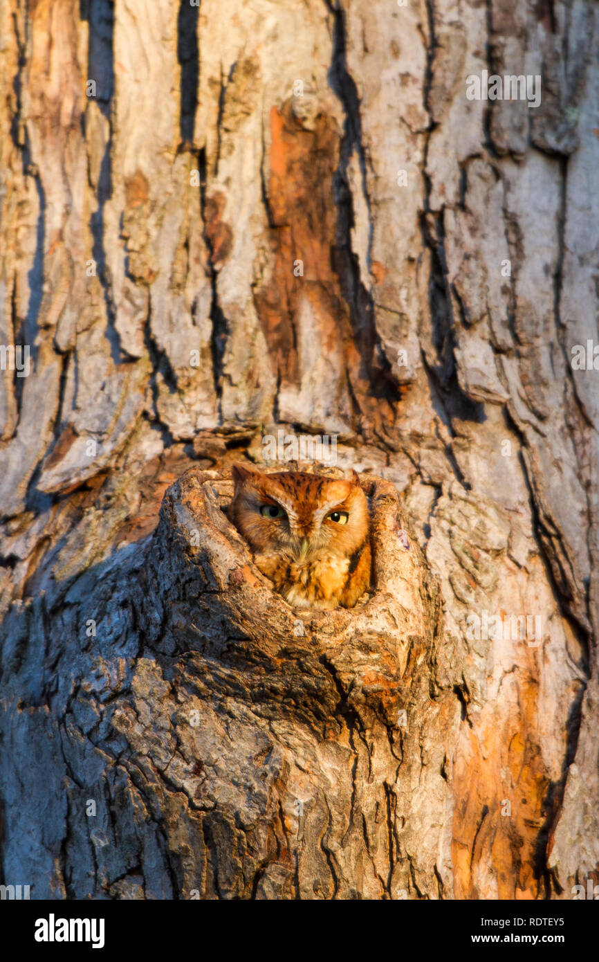 01121-00803 Screech-Owl Orientale (Megascops asio) fase rossa, in cavità di alberi, Marion County, IL Foto Stock