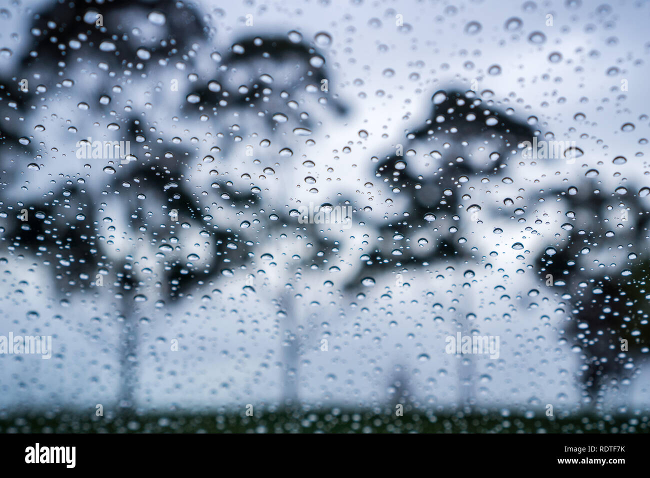 Gocce di pioggia sulla finestra; alberi sfocata in background; Foto Stock
