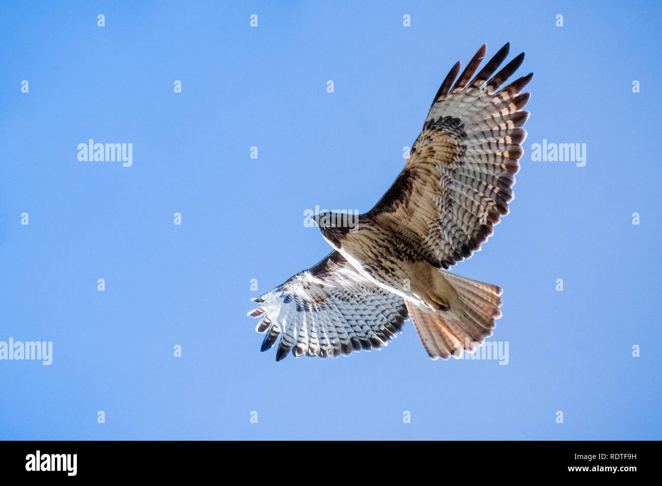 Flying Red-tailed Hawk (Buteo jamaicensis); blue sky sfondo, Sacramento National Wildlife Refuge, California Foto Stock