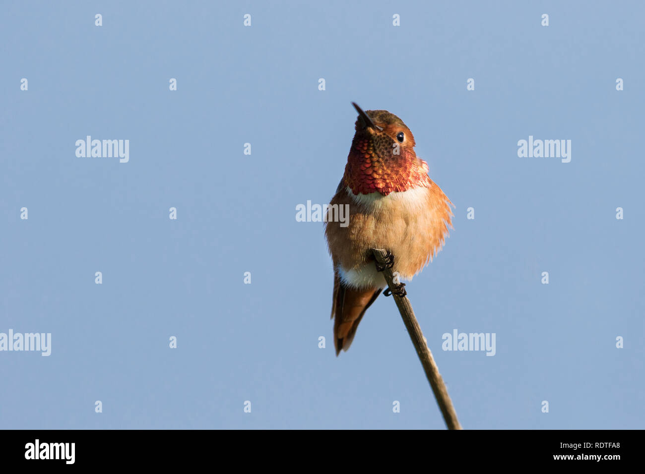 01178-00104 Rufous Hummingbird (Selasphorus rufus) maschio, La Jolla, CA Foto Stock