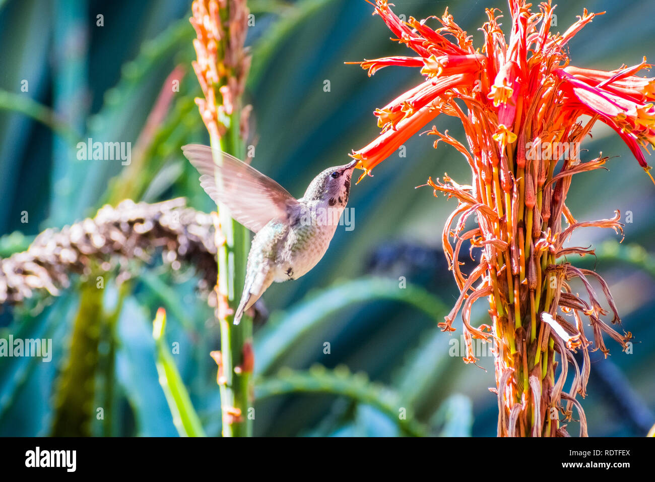 Piccolo di Anna Hummingbird bere il nettare da un fiore di aloe, San Francisco Bay Area, California Foto Stock