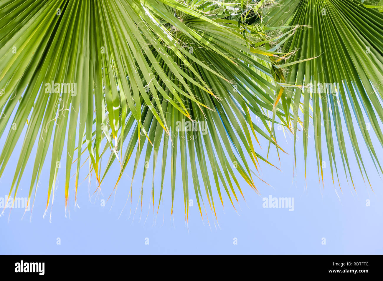 Ventilatore Palm Tree (Washingtonia filifera) foglie su un cielo blu di sfondo, California Foto Stock