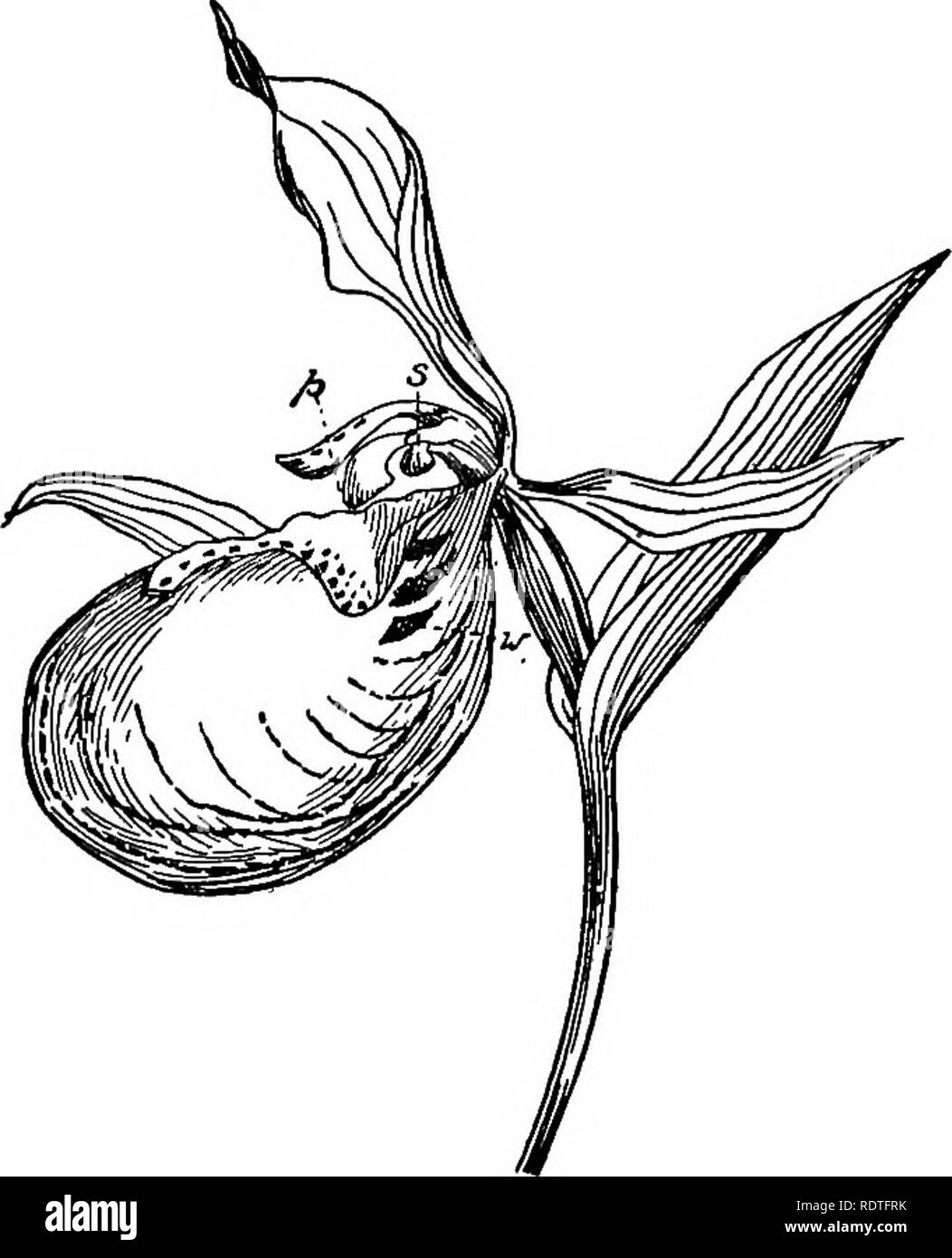 . La botanica, con applicazioni agricole. La botanica. Famiglia di orchidee 499 uno nella nostra regione. Le Agavi sono molto importanti impianti in Messico dove i nativi di ottenere da loro pulque, una bevanda fermentata, mescal, una bevanda distillata somigliante a rum e varie fibre di canapa in sisal e henequen. In connessione con le famiglie osservato per le fibre e non precedentemente riferito, vi è la famiglia Linden dicotiledoni da cui la iuta è ottenuto e la banana come pianta della banana family dalle foglie di cui canapa di Manila è ottenuto. Famiglia di orchidee {Orchi- daceae).-questa famiglia in- conclude il MOS Foto Stock