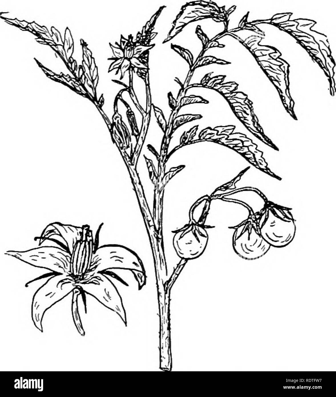 La Botanica Con Applicazioni Agricole La Botanica 490 Angiosperme Fig 440 Una Porzione Di Una Pianta
