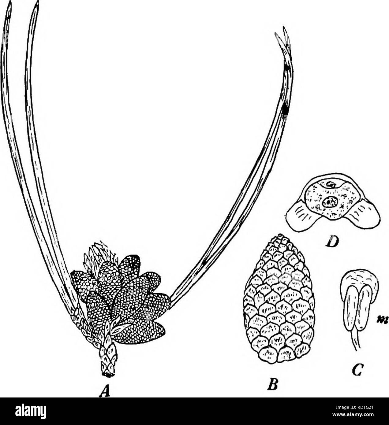 . La botanica, con applicazioni agricole. La botanica. STROBILI 453 sul retro o sul lato inferiore del microsporophylls sono i micro- sporangia, generalmente due, e ciascuno contiene numerose microspore. Quasi di fronte a ogni altro sulla microspora vengono due air-sac per cui le spore sono facilmente portati dal vento. Quando le spore sono mature, il microsporangia o sacche di polline aperto da fenditure longitudinali e il polline si frantuma, spesso come piccolo. Fig. 402. Il staminate strutture di pino. Un grappolo di staminate strobili (X circa f). B, un staminate strobilus ingrandita, illustrante l'organizza- zione del Foto Stock