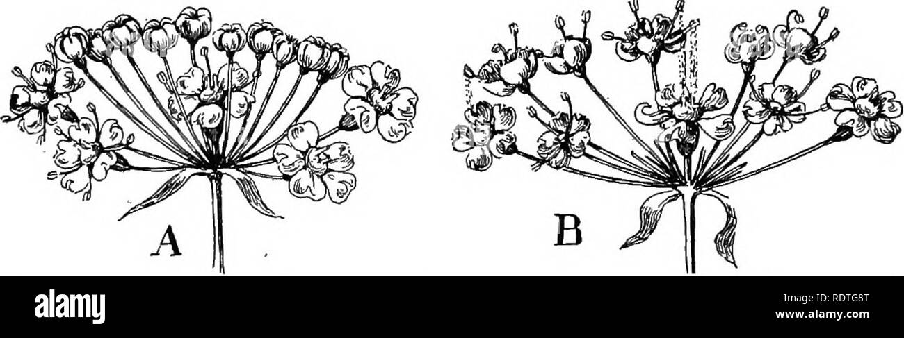 . Natura e lo sviluppo di piante. La botanica. 468 IL UMBELLALES tunity per incrocio con i fiori più vecchi di un altro ombrella è dato prima e dopo una traversata tra i fiori adiacenti della stessa ombrella è quasi sicuri di risultato. In altri casi, come snakeroot (Sanicula) alcuni dei fiori semplici sono perfette mentre i restanti fiori dell'ombrella recare solo stami. La perfetta i fiori sono il primo ad aprire, essendo nella stessa con- dition come i fiori marginale del precedente esempio. Più tardi i filamenti si raddrizzano, curva lontano dall'gli stimmi e le antere scaricano i loro spora Foto Stock