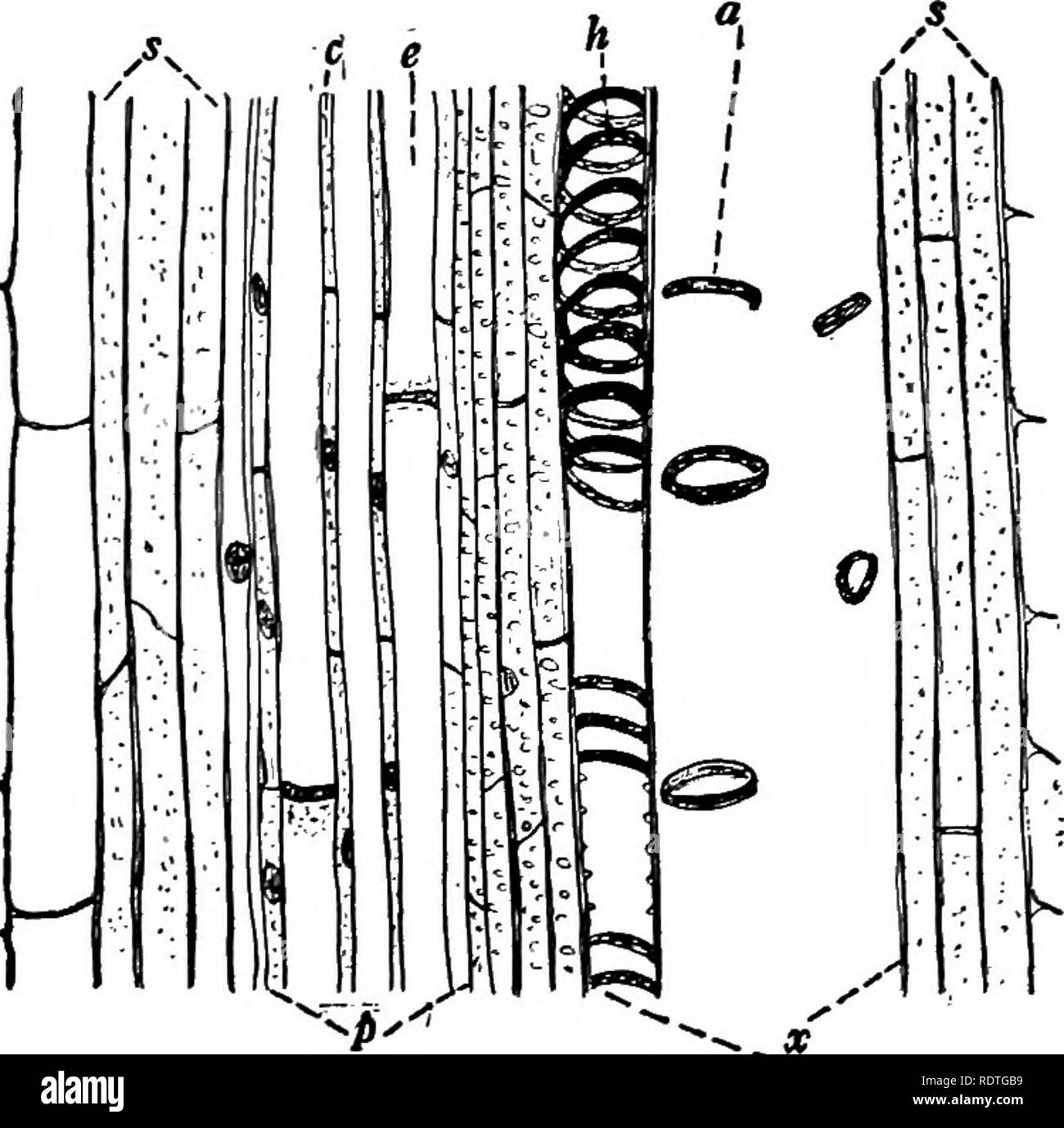 La Botanica Con Applicazioni Agricole La Botanica 190 Steli Fig 168 Sezione Longitudinale Attraverso Un Fascio