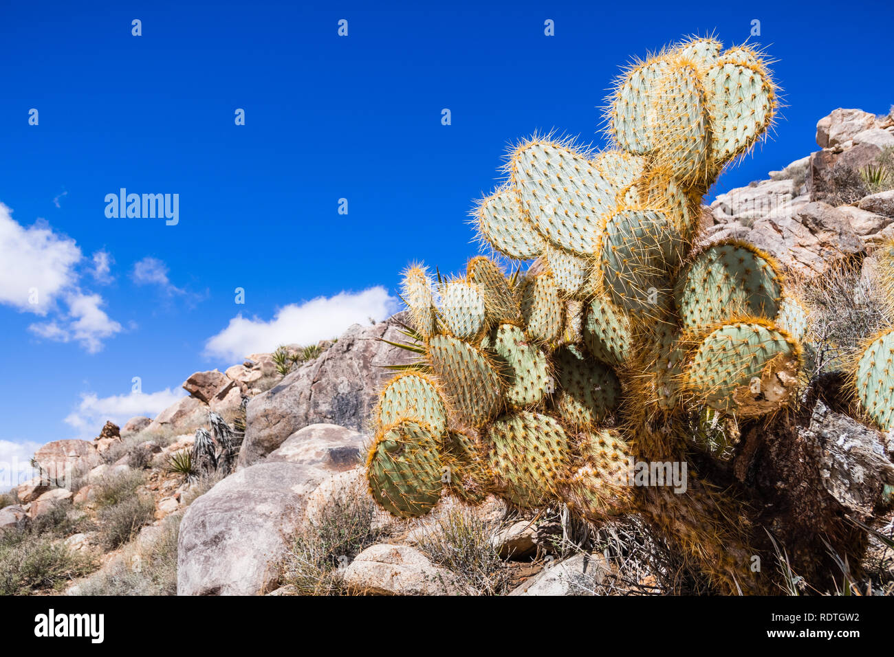 Pancake di fico d'India (Opuntia Chlorotica), Joshua Tree National Park, California del sud Foto Stock