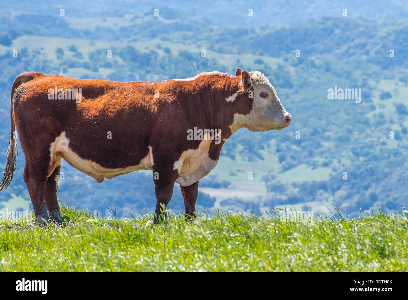 Grandi Simmental bull in piedi su un prato, South San Francisco Bay Area di San Jose, California Foto Stock