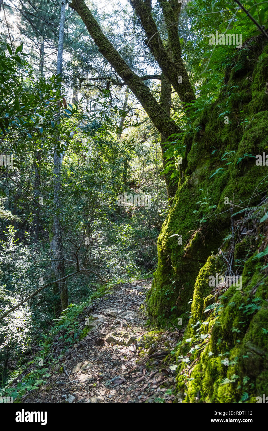 Stretto sentiero escursionistico, Uvas canyon parco della Contea di Santa Clara County, California Foto Stock