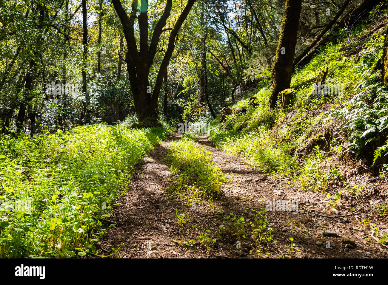 Percorso a piedi attraverso le foreste di Uvas Canyon County Park, Green minatore della lattuga copertura del terreno, Santa Clara County, California Foto Stock