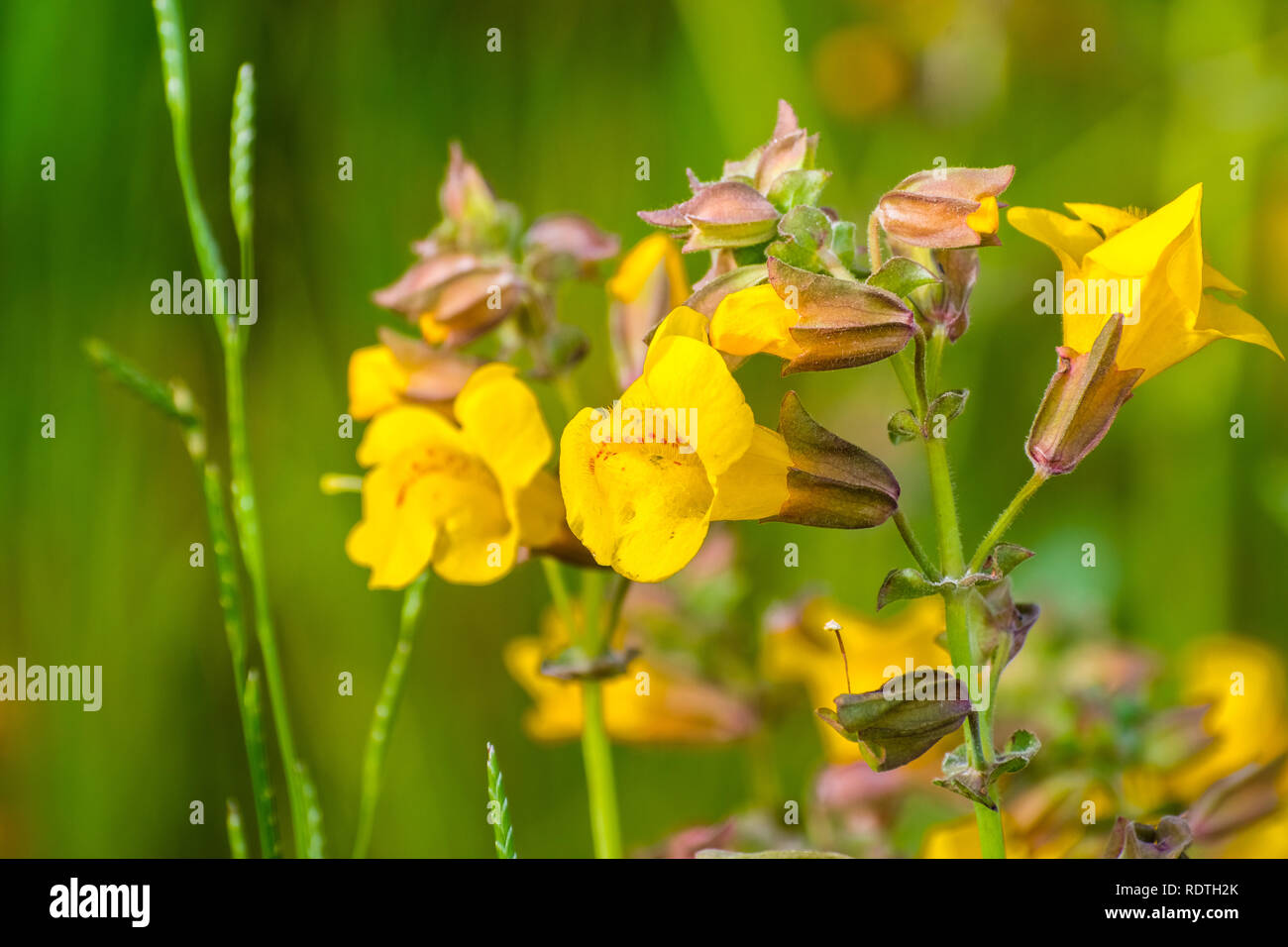 Close up di infiltrarsi monkey flower (Mimulus guttatus) fiorire sui prati di South San Francisco Bay Area, Santa Clara County, California Foto Stock