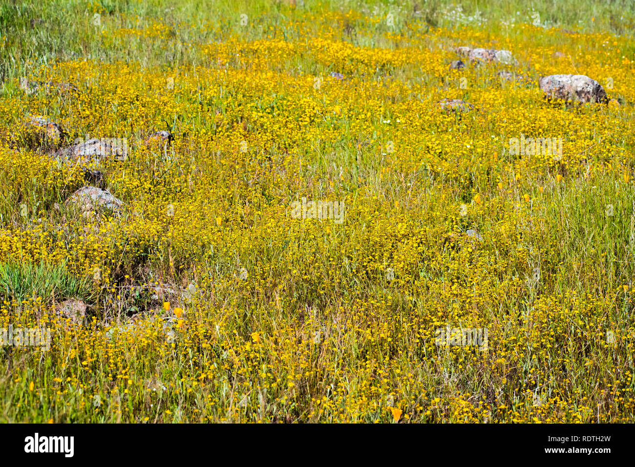 Goldfield fioritura di fiori di campo sul terreno a serpentina in South San Francisco Bay Area, Santa Clara County, California; sfondo per la stagione primavera Foto Stock