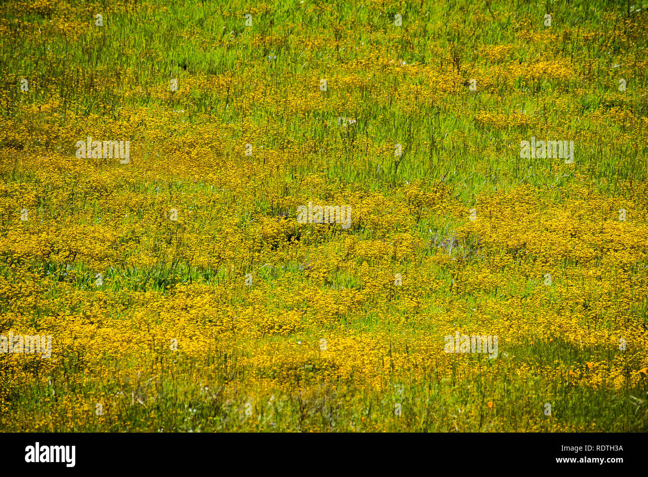 Goldfield fioritura di fiori di campo sul terreno a serpentina in South San Francisco Bay Area, Santa Clara County, California; sfondo per la stagione primavera Foto Stock