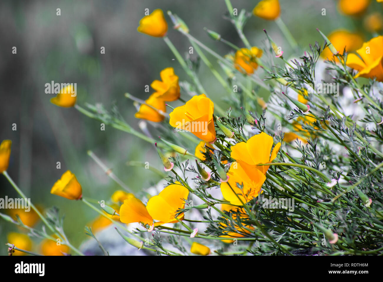 California papaveri (Eschscholzia californica) blooming sulle colline di South San Francisco Bay Area in primavera Foto Stock