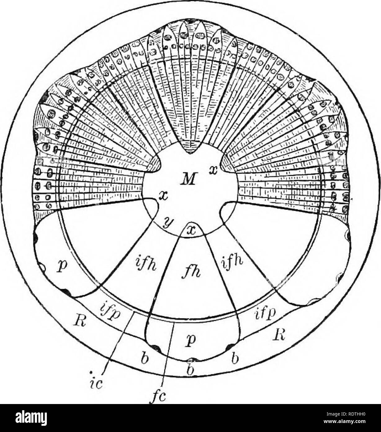 . Essentials di botanica. La botanica; Botanica. 72 Essentials di botanica al di fuori del bosco in primavera è un fatto ben noto al scolaro che libbre il cilindro tagliato da un ontano, Willow, o hickory ramo fino a quando la corteccia slitterà fuori e così' consentirgli di effettuare un fischio. Il dolce sapore di questo strato di polpa, come riscontrato in pino bianco, l'olmo americano e il basswood, è un familiare la prova del nutrimento che il cambio strato contiene. Con l'aumento dei fasci fibro-vascolari del legno lo spazio fra di essi, che ap- pere relativamente grande in Fig. 40,- viene meno e l Foto Stock