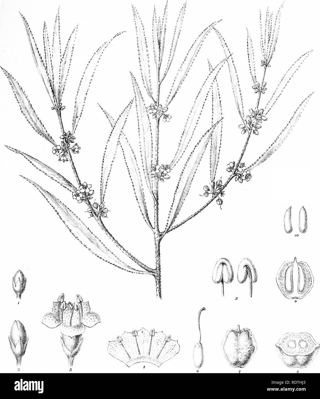 . La descrizione e le illustrazioni delle piante myoporinous dell Australia. Vol. 2. Lithograms. Myoporaceae; Botanica. m. R Graff del. CTroedel ^ C? LitK. FvlVr.direxiT: Ll vapore^ho. Gov: Stampa di f ice MelT). p")(Dffmm ]1 ,(i FvM.. Si prega di notare che queste immagini vengono estratte dalla pagina sottoposta a scansione di immagini che possono essere state migliorate digitalmente per la leggibilità - Colorazione e aspetto di queste illustrazioni potrebbero non perfettamente assomigliano al lavoro originale. Mueller, Ferdinand von, 1825-1896. Melbourne, J. Ferres Foto Stock
