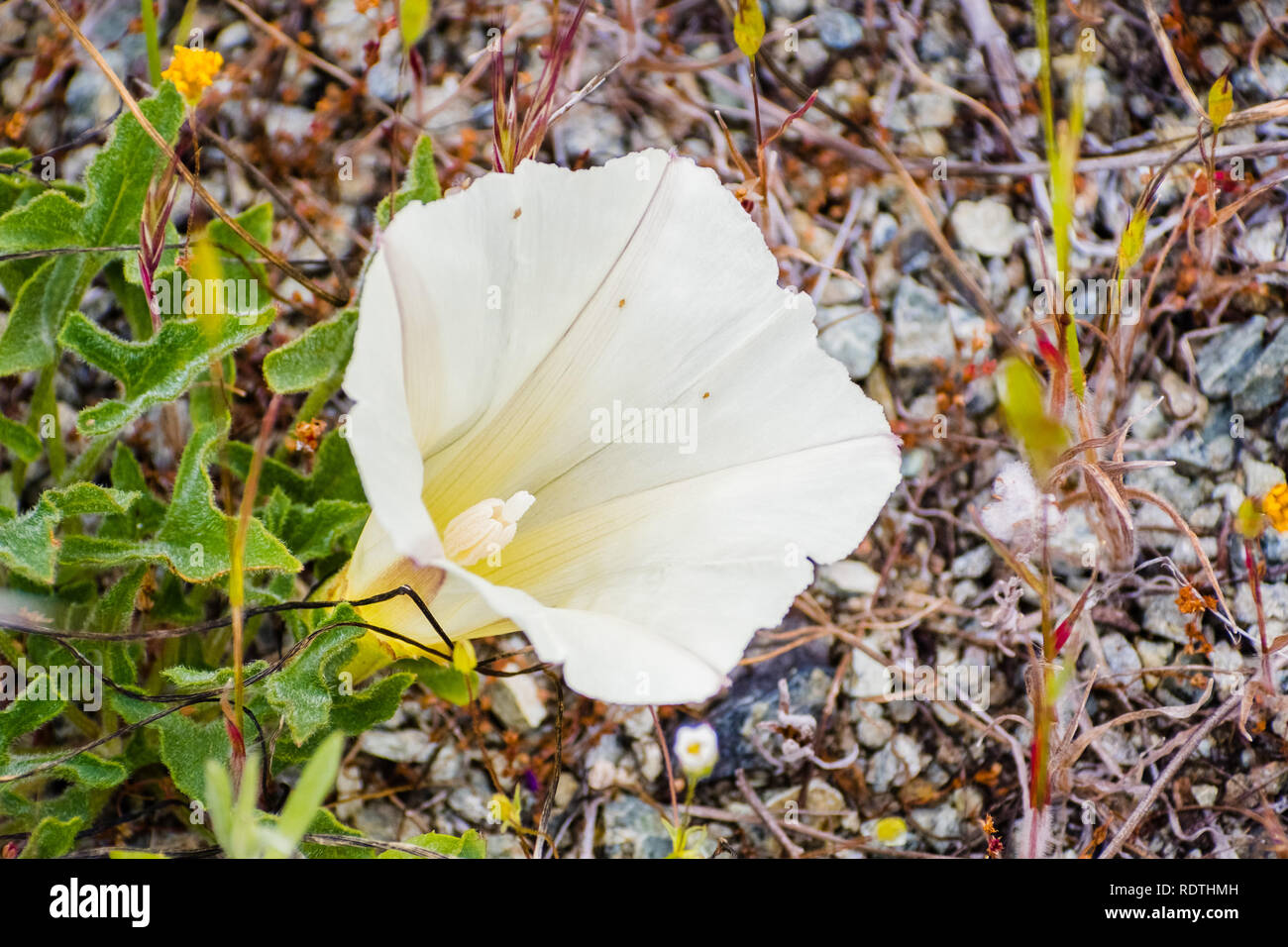 Stemless gloria di mattina, Hillside False Centinodia (Calystegia subacaulis) blooming sulle colline a sud della baia di San Francisco, California Foto Stock