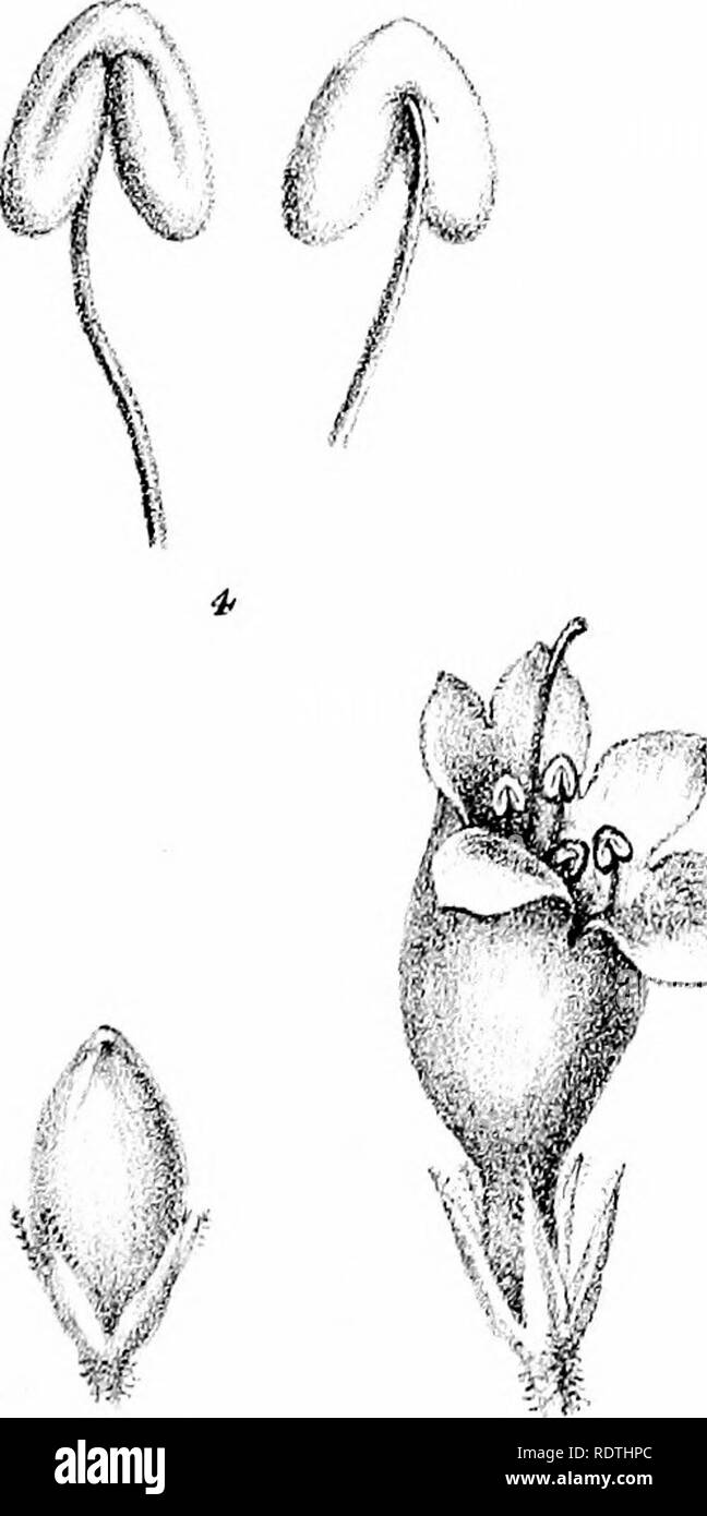 . La descrizione e le illustrazioni delle piante myoporinous dell Australia. Vol. 2. Lithograms. Myoporaceae; Botanica. .... "Vi,. Si prega di notare che queste immagini vengono estratte dalla pagina sottoposta a scansione di immagini che possono essere state migliorate digitalmente per la leggibilità - Colorazione e aspetto di queste illustrazioni potrebbero non perfettamente assomigliano al lavoro originale. Mueller, Ferdinand von, 1825-1896. Melbourne, J. Ferres Foto Stock