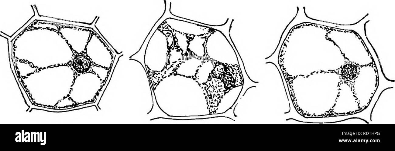 . Elementare di botanica. Botanica. I6 PHYSIOLOG V. Se si esaminano le fette troveremo che quelli in acqua rimangono, come in un primo momento, abbastanza rigida, mentre quelle in sale e zucchero le soluzioni sono più o meno flaccido o limp e saranno facilmente piegare di pres-. Fig. 17. Fig. 18. Fig. 19. Prima del trattamento con il sale dopo trattamento con sale di soluzione in acqua ..soluzione. soluzione. nuovamente. Figg. 17-19.-osmosi nelle cellule del mais Indiano. sicuro tra le dita, i campioni in soluzione salina, forse, essendo più flaccida rispetto a quelli della soluzione di zucchero. La soluzione di sale, abbiamo giudice dopo la nostra esperienza acquisita negli stati Foto Stock