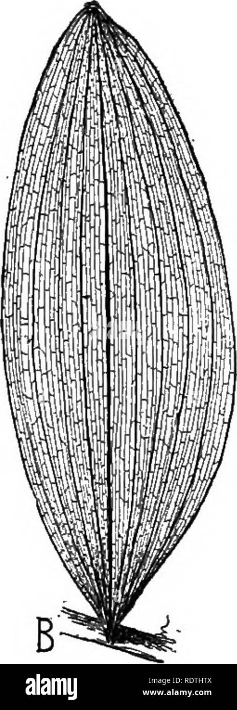 . Natura e lo sviluppo di piante. La botanica. Fig. 3. Forme di foglie: UN, foglie di betulla bianco con vene reticolare-p, picciolo; b, blade. B, foglia di Salomone del sigillo con venatura parallela e la lama dello stelo di afferraggio senza picciolo. lascia portare la pianta in armonia con i suoi dintorni e di dare ad essa un sottile individualità grazie alla perfezione dei loro accordi, strutture e forme per il lavoro in mano. 7. Si prega di notare che queste immagini vengono estratte dalla pagina sottoposta a scansione di immagini che possono essere state migliorate digitalmente per la leggibilità - Colorazione e aspetto di queste illustrazioni potrebbero non per Foto Stock