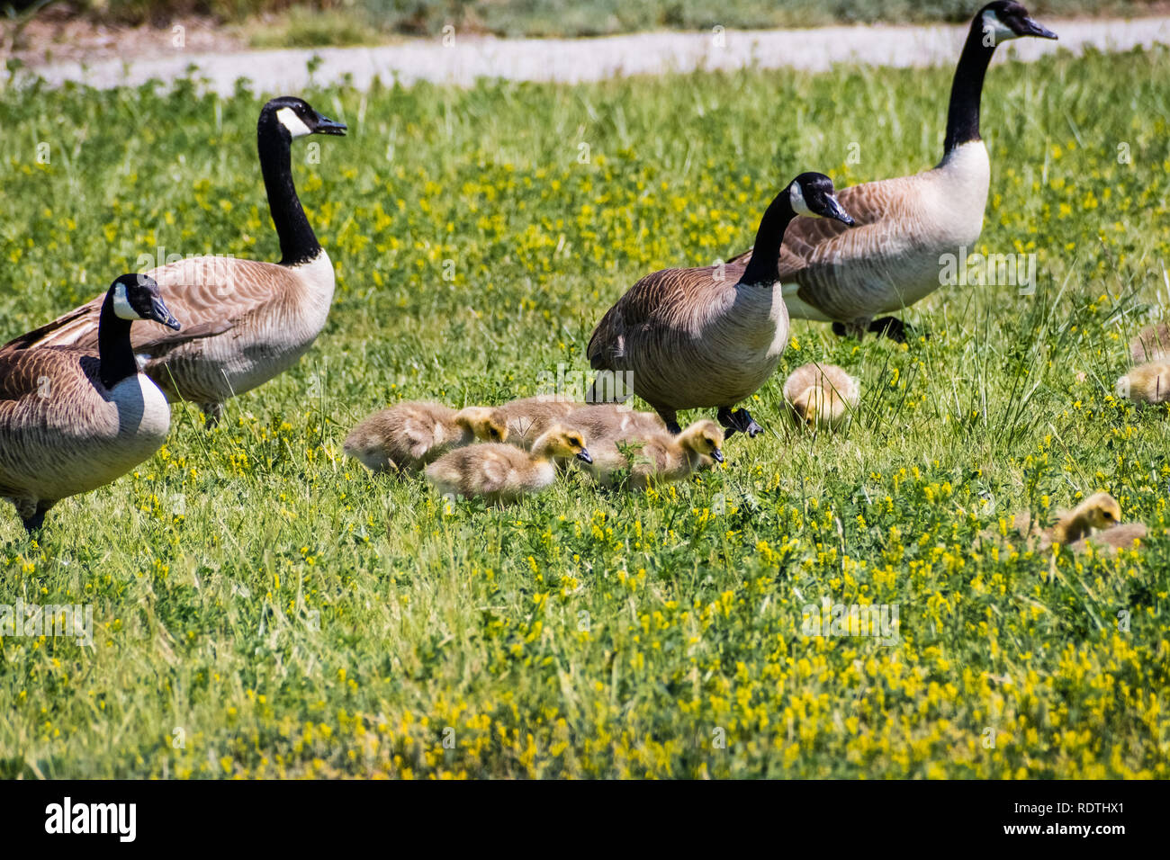 Canada Goose (Branta canadensis) nuova nata pulcini circondato da oche per adulti su un verde prato, San Francisco Bay Area, California Foto Stock