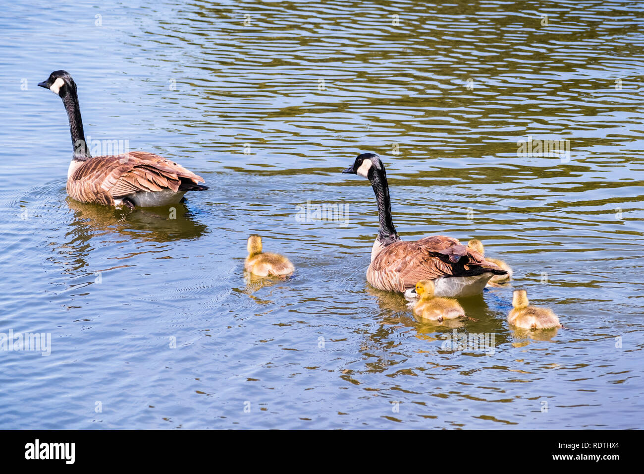 Canada Goose (Branta canadensis) famiglia nuotare in un lago, area della baia di San Francisco, California Foto Stock