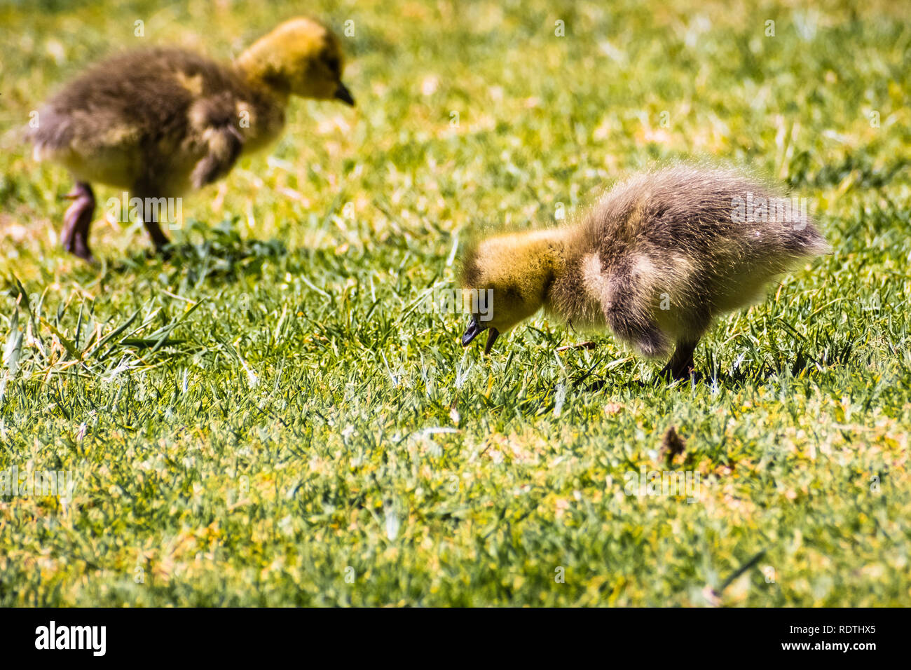 Una coppia di Canada Goose (Branta canadensis) nuova nata pulcini mangiare erba su un verde prato, San Francisco Bay Area, California Foto Stock