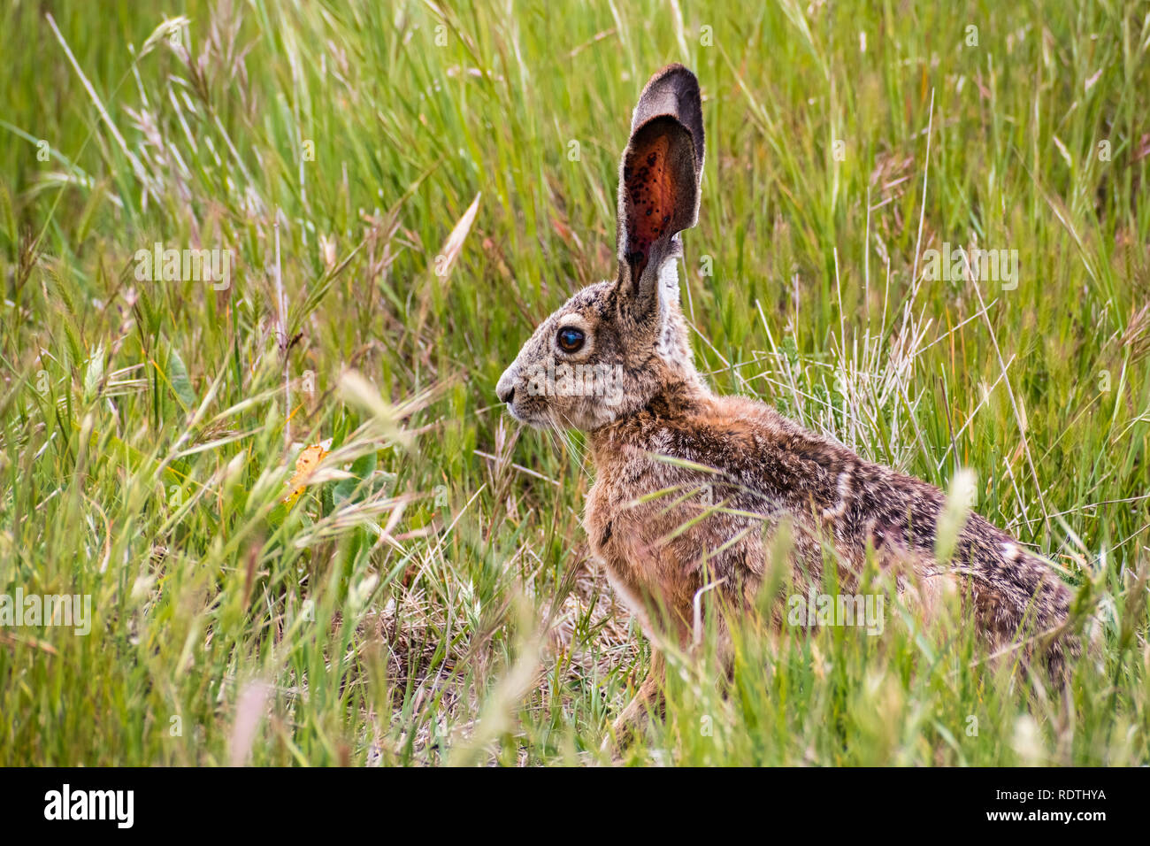 Nero-tailed jackrabbit (Lepus californicus) seduto in erba alta, gli occhi e le orecchie di avviso, San Francisco Bay Area, California Foto Stock