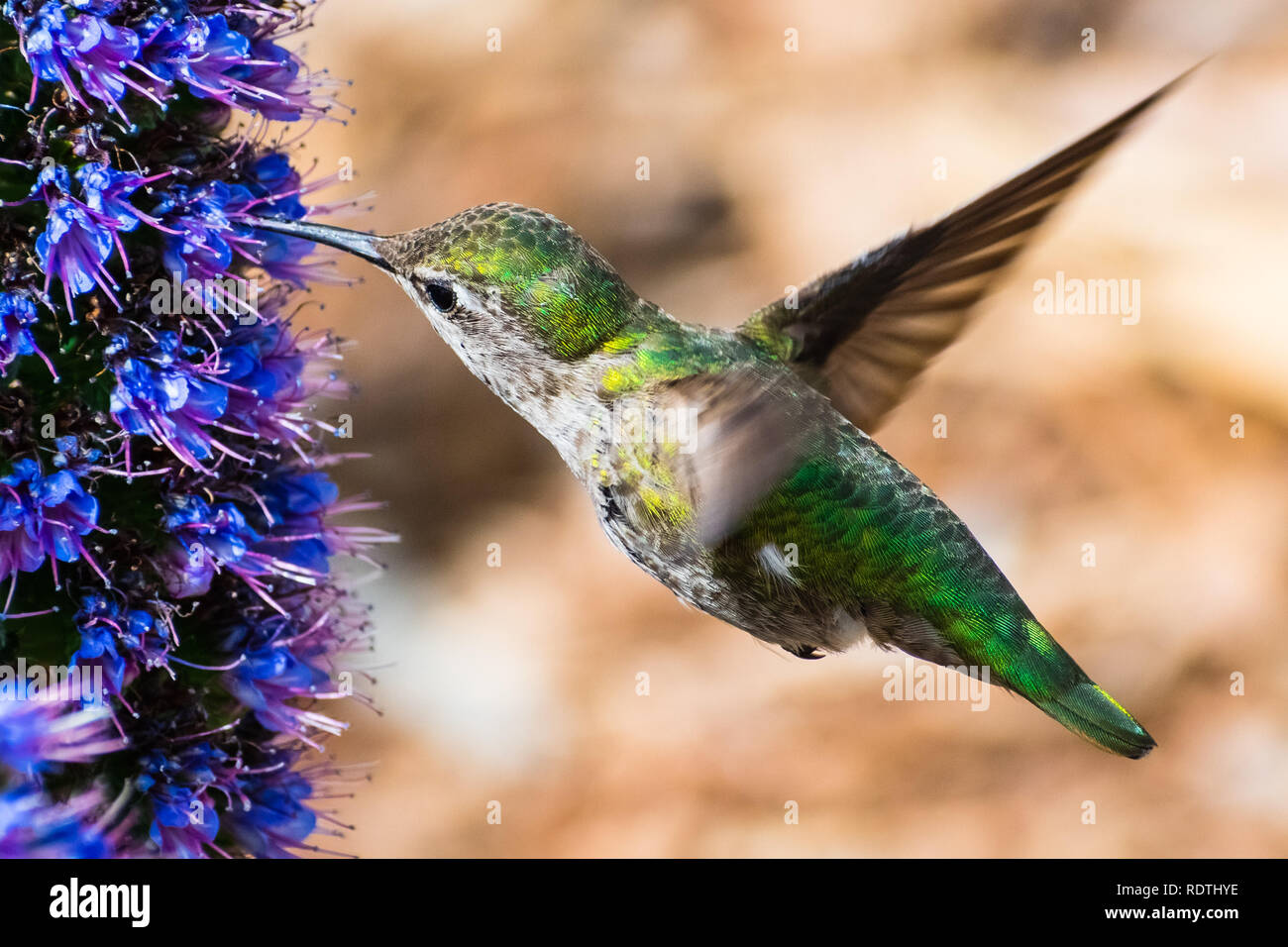 Close up femminile di Anna's Hummingbird bere il nettare da un orgoglio di Madeira flower, San Francisco Bay Area, California Foto Stock