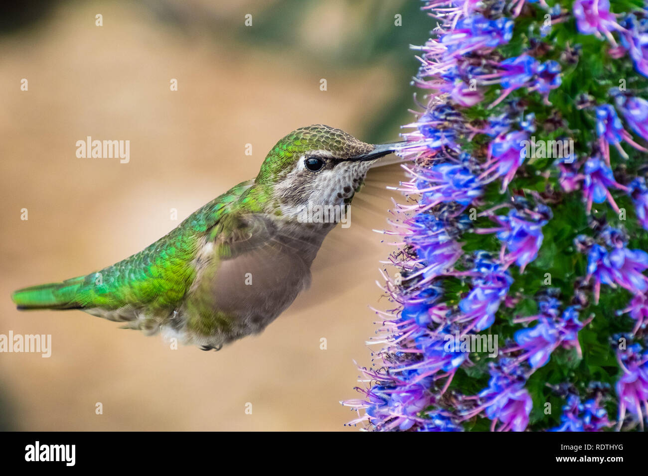 Close up femminile di Anna's Hummingbird bere il nettare da un orgoglio di Madeira flower, San Francisco Bay Area, California Foto Stock