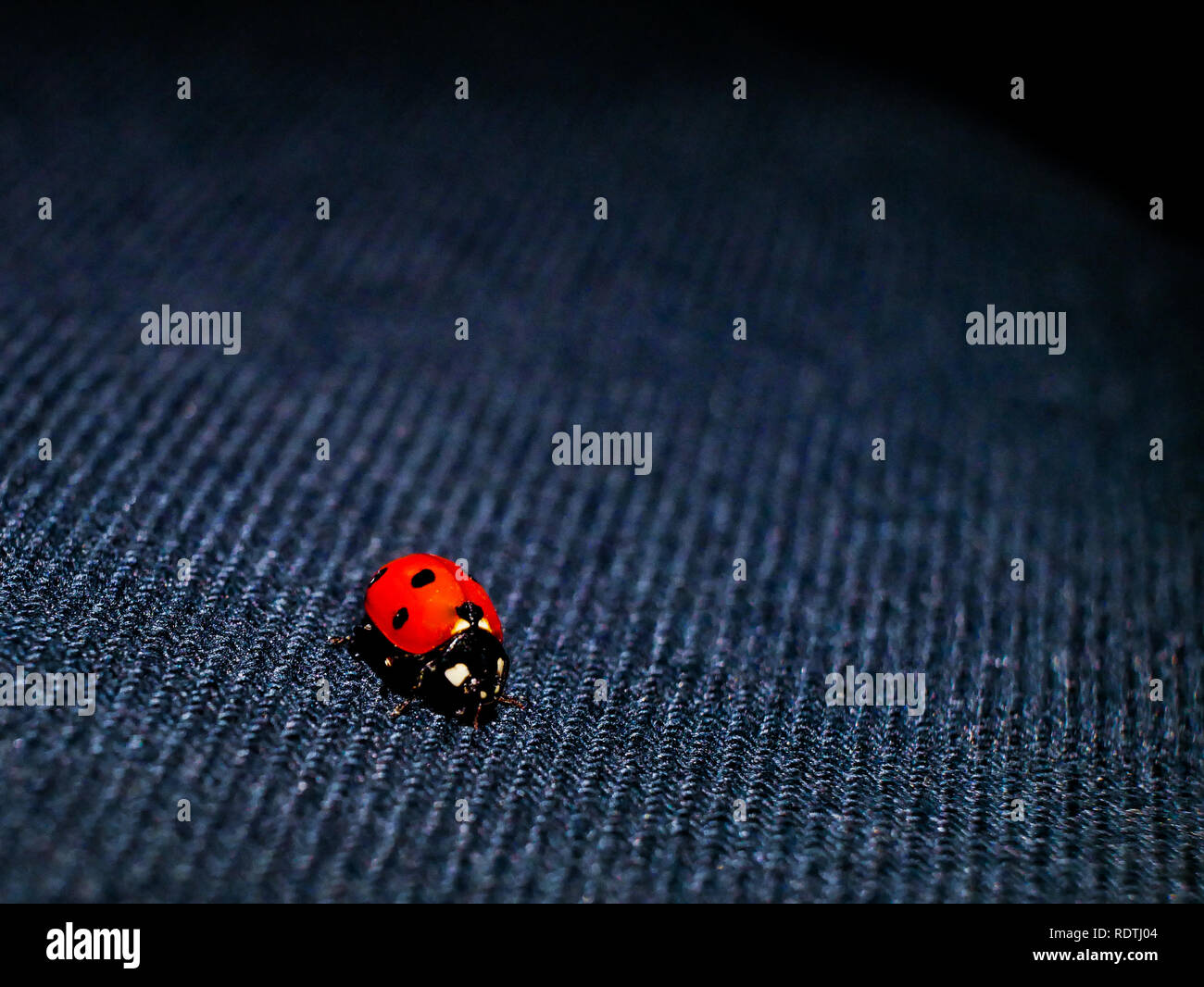 Una coccinella seduto su uno sfondo blu scuro Foto Stock