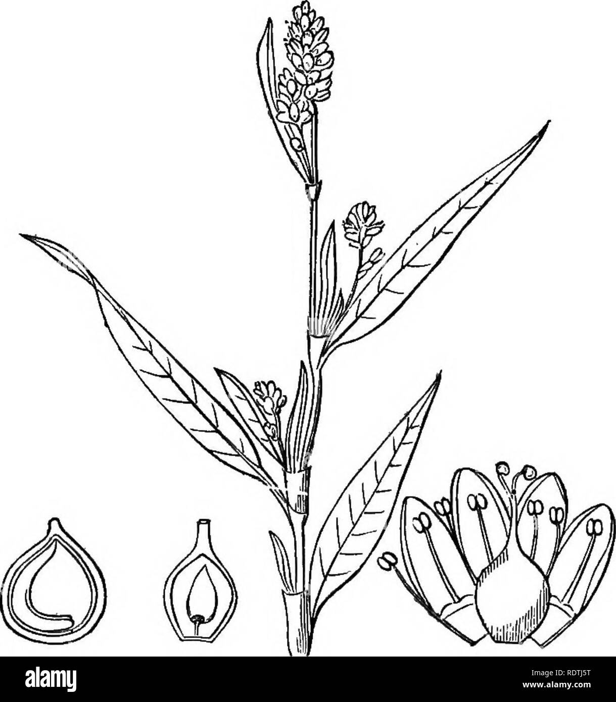 . Introduzione ai fondi strutturali e di botanica sistematica e fisiologia vegetale. La botanica. OK esogeno piante dicotiledoni. 465 Alcuni ai-e erbe aromatiche, come spinaci : pochi sono coltivate per le loro radici esculent; come tlie barbabietola, che produce zucchero. Soda è estrarre- ed dalla specie marittime, in particolare da quelle di Salsola e salicornia (Samphire, vetro-wort). Chenopodium anthelminticum rese i ben noti worm-olio di semi. 896. Ord. AmarantaceSB {Amaranto famiglia). Fiori in capi, picchi di corrente o densi ammassi, embricata con asciutto e scarious brattee che spesso sono colorati. Calice di tre a f Foto Stock