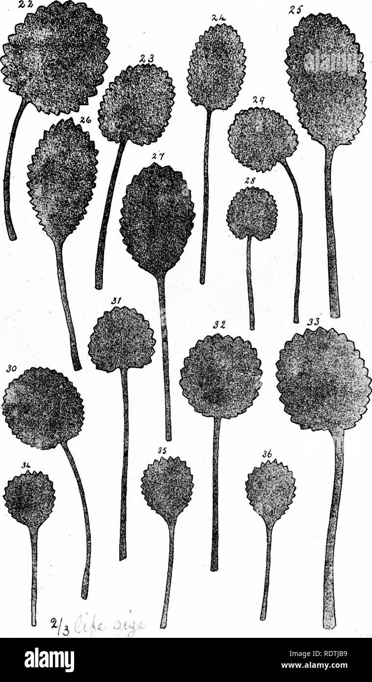. Flora della Contea di Kerry : comprese le piante fiorite, felci Characeae, &amp;c. La botanica. TLhT£ V. I/5 u *iH. Si prega di notare che queste immagini vengono estratte dalla pagina sottoposta a scansione di immagini che possono essere state migliorate digitalmente per la leggibilità - Colorazione e aspetto di queste illustrazioni potrebbero non perfettamente assomigliano al lavoro originale. Scully, Reginald William, 1858-1935. Dublino : Hodges, Figgis Foto Stock